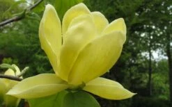 Lois Yellow Magnolia (Tulip Tree) - 7 Gallon Pot (5-6') 14 Lois Yellow Magnolia (Tulip Tree) - 7 Gallon Pot (5-6') -Wilson Bros Gardens Shop magnolia lois yellow tulip tree 10
