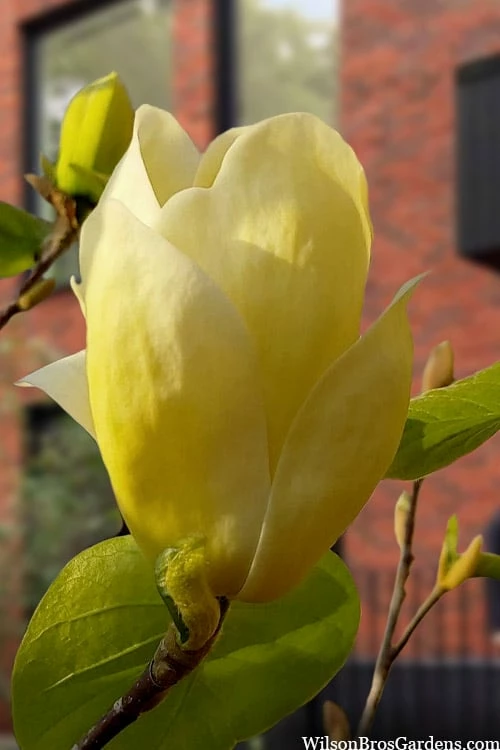 Lois Yellow Magnolia (Tulip Tree) - 7 Gallon Pot (5-6') 8 Lois Yellow Magnolia (Tulip Tree) - 7 Gallon Pot (5-6') - Image 8