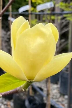 Lois Yellow Magnolia (Tulip Tree) - 7 Gallon Pot (5-6') 18 Lois Yellow Magnolia (Tulip Tree) - 7 Gallon Pot (5-6') -Wilson Bros Gardens Shop magnolia lois yellow tulip tree 9