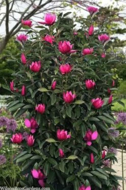 Pink Pyramid Magnolia (Tulip Tree) - 7 Gallon Pot -Wilson Bros Gardens Shop magnolia pink pyramid tulip tree 120copy