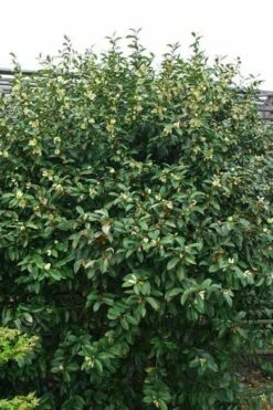 Serendipity Banana Shrub (Magnolia Figo) - 5 Gallon Pot -Wilson Bros Gardens Shop magnolia serendipity banana shrub 2
