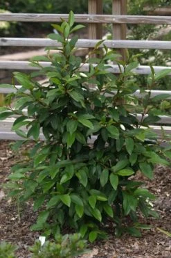 Serendipity Banana Shrub (Magnolia Figo) - 5 Gallon Pot -Wilson Bros Gardens Shop magnolia serendipity banana shrub 3