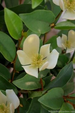 Serendipity Banana Shrub (Magnolia Figo) - 5 Gallon Pot -Wilson Bros Gardens Shop magnolia serendipity banana shrub 4