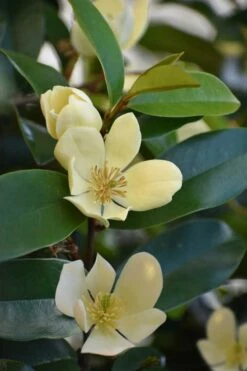 Serendipity Banana Shrub (Magnolia Figo) - 3 Gallon Pot -Wilson Bros Gardens Shop magnolia serendipity banana shrub 5 1