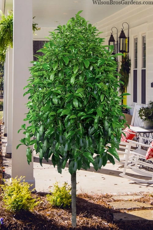 Stellar Ruby Magnolia Single Trunk Tree (Banana Shrub Hybrid) - 7 Gallon Pot (4-5') 4 Stellar Ruby Magnolia Single Trunk Tree (Banana Shrub Hybrid) - 7 Gallon Pot (4-5') - Image 4