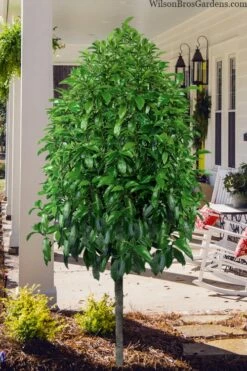 Stellar Ruby Magnolia Single Trunk Tree (Banana Shrub Hybrid) - 7 Gallon Pot (3-4') 10 Stellar Ruby Magnolia Single Trunk Tree (Banana Shrub Hybrid) - 7 Gallon Pot (3-4') -Wilson Bros Gardens Shop magnolia stellar ruby single trunk tree form 1