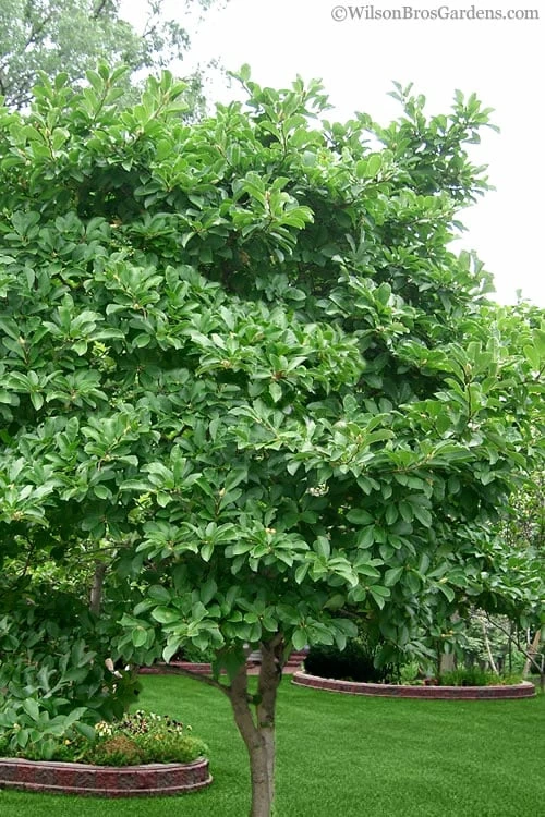 Centennial Star Magnolia - 1 Gallon Pot 5 Centennial Star Magnolia - 1 Gallon Pot - Image 5