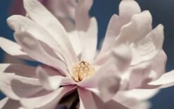 Waterlily Star Magnolia Tree - 3 Gallon Pot -Wilson Bros Gardens Shop magnolia stellata waterlily 103