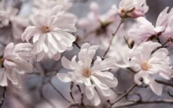 Waterlily Star Magnolia Tree - 3 Gallon Pot -Wilson Bros Gardens Shop magnolia stellata waterlily 106