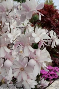 Waterlily Star Magnolia Tree - 3 Gallon Pot -Wilson Bros Gardens Shop magnolia stellata waterlily 108