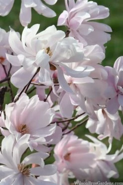 Waterlily Star Magnolia Tree - 3 Gallon Pot -Wilson Bros Gardens Shop magnolia stellata waterlily 109