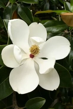 Teddy Bear Dwarf Southern Magnolia - 7 Gallon Pot (2-3') 13 Teddy Bear Dwarf Southern Magnolia - 7 Gallon Pot (2-3') -Wilson Bros Gardens Shop magnolia teddy bear 3 2