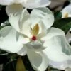 Victoria Cold Hardy Evergreen Magnolia - 7 Gallon Pot (5-6')
