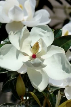 Victoria Cold Hardy Evergreen Magnolia - 7 Gallon Pot (5-6')