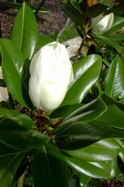 Victoria Cold Hardy Evergreen Magnolia - 3 Gallon Pot -Wilson Bros Gardens Shop magnolia victoria 8