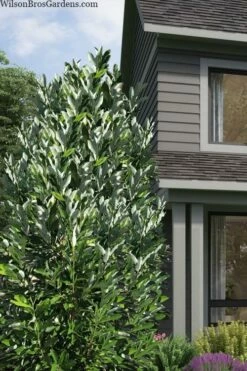 Silver Mist Sweetbay Magnolia - 3 Gallon Pot -Wilson Bros Gardens Shop magnolia virginiana silver mist sweetbay 2