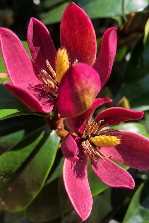 Stellar Ruby Magnolia Single Trunk Tree (Banana Shrub Hybrid) - 7 Gallon Pot (4-5') 1 Stellar Ruby Magnolia Single Trunk Tree (Banana Shrub Hybrid) - 7 Gallon Pot (4-5')