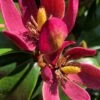 Stellar Ruby Magnolia Single Trunk Tree (Banana Shrub Hybrid) - 7 Gallon Pot (3-4')