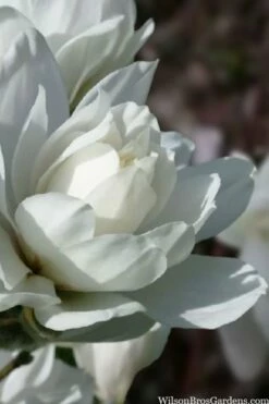 Wildcat Star Magnolia Tree - 3 Gallon Pot 12 Wildcat Star Magnolia Tree - 3 Gallon Pot -Wilson Bros Gardens Shop magnolia x loebneri wildcat star magnolia 6