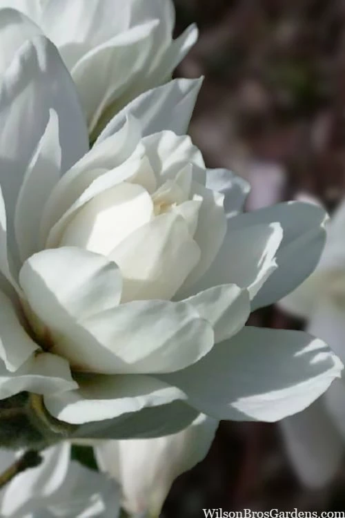 Wildcat Star Magnolia Tree - 3 Gallon Pot 6 Wildcat Star Magnolia Tree - 3 Gallon Pot - Image 6