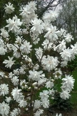 Wildcat Star Magnolia Tree - 3 Gallon Pot 10 Wildcat Star Magnolia Tree - 3 Gallon Pot -Wilson Bros Gardens Shop magnolia x loebneri wildcat star magnolia 8