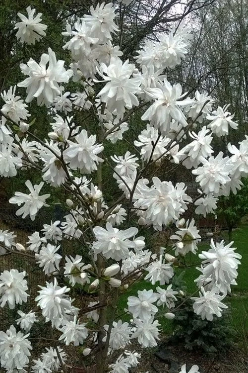 Wildcat Star Magnolia Tree - 3 Gallon Pot 4 Wildcat Star Magnolia Tree - 3 Gallon Pot - Image 4