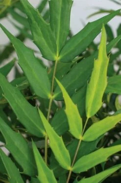 Funky Flow Mahonia - 3 Gallon Pot -Wilson Bros Gardens Shop mahonia funky flow 1