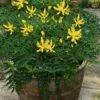 Funky Flow Mahonia - 3 Gallon Pot