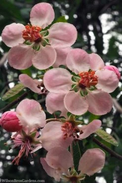 Southern Crabapple (Malus Angustifolia) - 3 Gallon Pot -Wilson Bros Gardens Shop malus angustifolia southern crabapple tree flowers 2