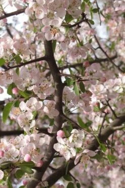 Southern Crabapple (Malus Angustifolia) - 1 Gallon Pot -Wilson Bros Gardens Shop malus angustifolia southern crabapple tree flowers 4 1
