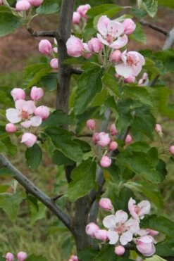 American Sweet Crabapple Tree (Malus Coronaria) - 1 Gallon Pot -Wilson Bros Gardens Shop malus coronaria american sweet crabapple 2