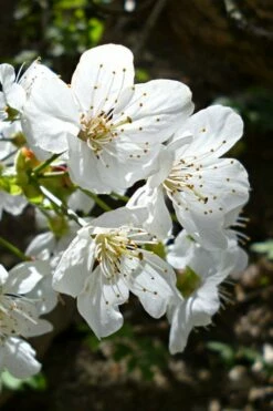 American Sweet Crabapple Tree (Malus Coronaria) - 1 Gallon Pot -Wilson Bros Gardens Shop malus coronaria american sweet crabapple 3