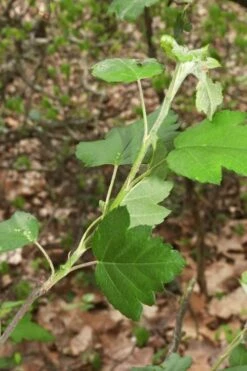 American Sweet Crabapple Tree (Malus Coronaria) - 1 Gallon Pot -Wilson Bros Gardens Shop malus coronaria american sweet crabapple 5