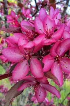Royal Raindrops Crabapple Tree - 7 Gallon Pot (3-4') -Wilson Bros Gardens Shop malus royal raindrops crabapple tree 22