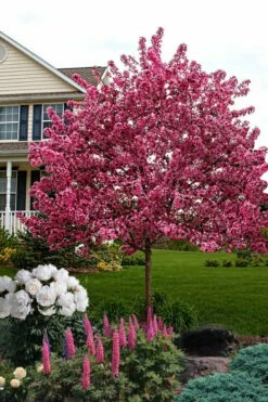Royal Raindrops Crabapple Tree - 7 Gallon Pot (3-4') -Wilson Bros Gardens Shop malus royal raindrops crabapple tree 25