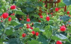 Turk's Cap Mallow (Malvaviscus Drummondii) - 5 Pack Of Quart Pots -Wilson Bros Gardens Shop malvaviscus drummondi turks cap 105 1