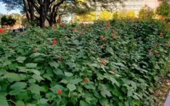 Turk's Cap Mallow (Malvaviscus Drummondii) - 5 Pack Of Quart Pots -Wilson Bros Gardens Shop malvaviscus drummondi turks cap 108 1