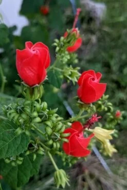 Turk's Cap Mallow (Malvaviscus Drummondii) - 5 Pack Of Quart Pots -Wilson Bros Gardens Shop malvaviscus drummondi turks cap 110 1