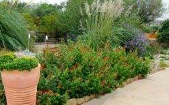 Turk's Cap Mallow (Malvaviscus Drummondii) - 5 Pack Of Quart Pots -Wilson Bros Gardens Shop malvaviscus drummondi turks cap 111 1