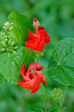 Turk's Cap Mallow (Malvaviscus Drummondii) - 5 Pack Of Quart Pots -Wilson Bros Gardens Shop malvaviscus drummondi turks cap 112 1