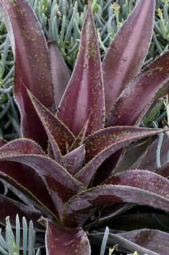 Mission To Mars Mangave - 1 Gallon Pot -Wilson Bros Gardens Shop mangave mission to mars 2