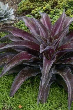 Mission To Mars Mangave - 1 Gallon Pot -Wilson Bros Gardens Shop mangave mission to mars 5