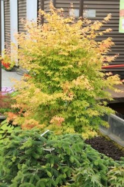 Bihou Yellow Bark Japanese Maple - 1 Gallon Pot -Wilson Bros Gardens Shop maple japanese bihou 2 500x750 2