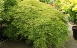 Otto's Dissectum Japanese Maple (Acer Palmatum) - 5 Gallon Pot -Wilson Bros Gardens Shop maple japanese ottos 2 800x500 1