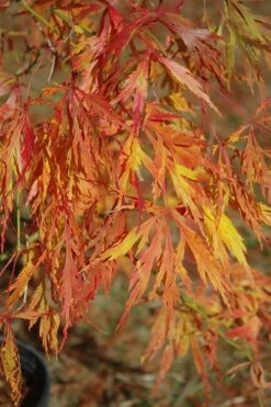 Otto's Dissectum Japanese Maple (Acer Palmatum) - 5 Gallon Pot -Wilson Bros Gardens Shop maple japanese ottos 500x750 1