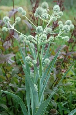 Rattlesnake Master (Eryngium Yuccifolium) - 1 Gallon Pot -Wilson Bros Gardens Shop master rattlesnake 3 500x750 1