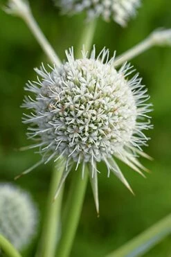 Rattlesnake Master (Eryngium Yuccifolium) - 1 Gallon Pot -Wilson Bros Gardens Shop master rattlesnake 500x750 1