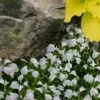 White Flowering Mazus - 10 Pack Of Pint Pots