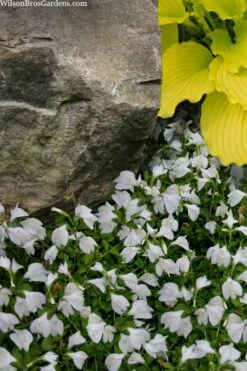 White Flowering Mazus - 18-Pack Of Pint Pots