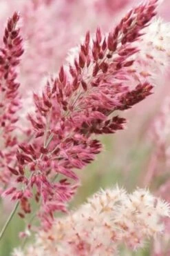 Savannah Ruby Grass (Melinus Nerviglumis) - 6 Pack Of 1 Gallon Pots 9 Savannah Ruby Grass (Melinus Nerviglumis) - 6 Pack Of 1 Gallon Pots -Wilson Bros Gardens Shop melinus nerviglumis ruby grass 1